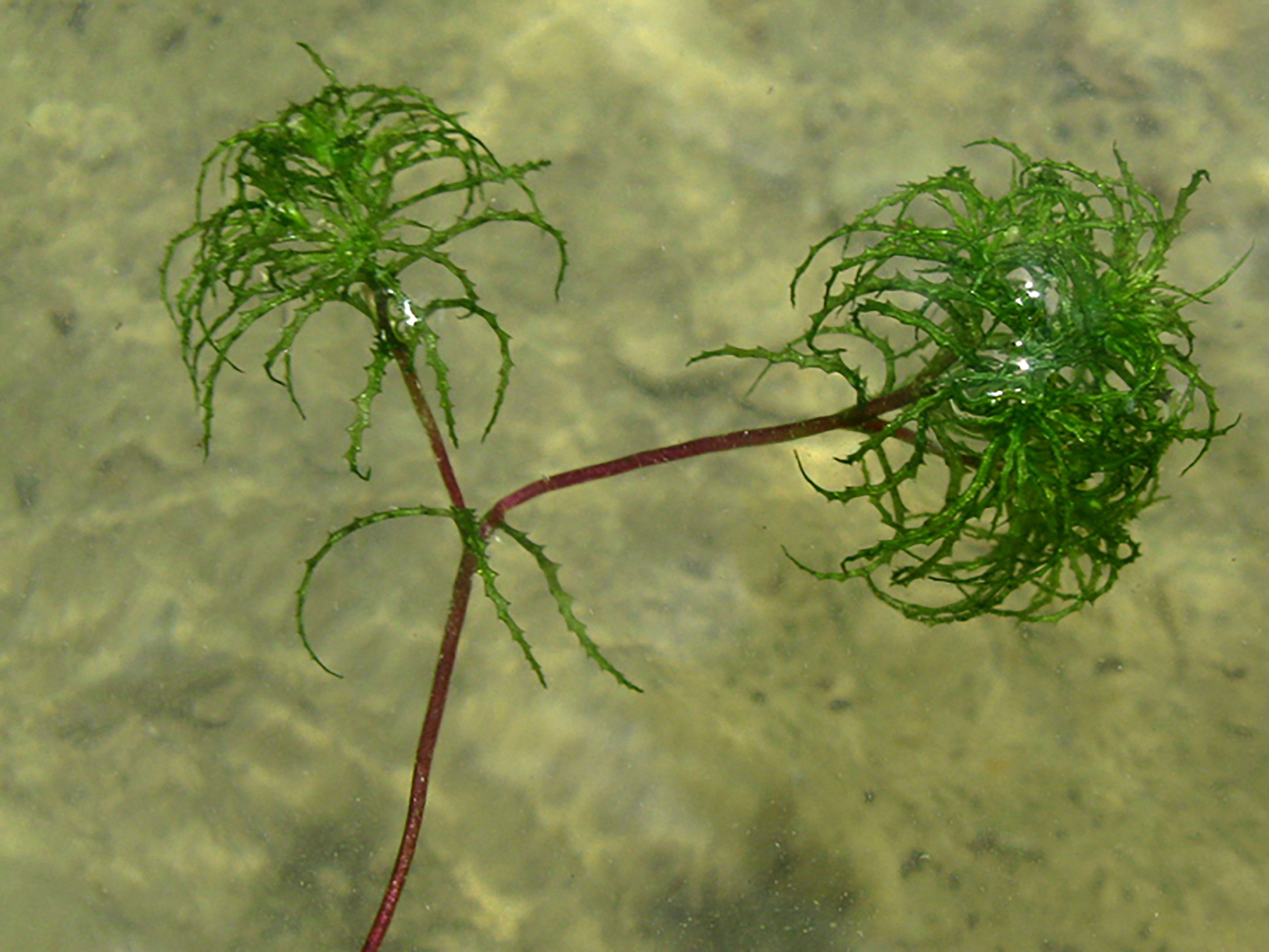 ����� �����