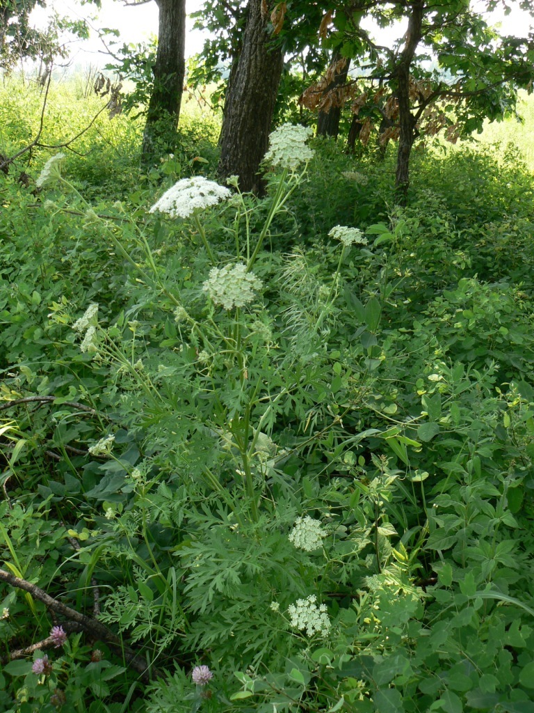 ������� �������������