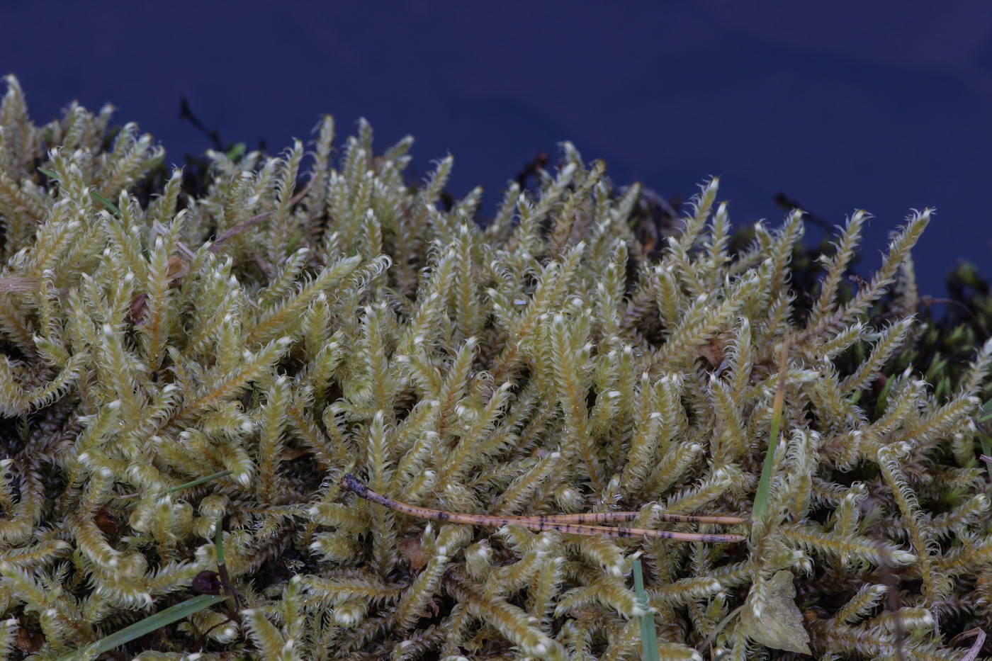 �������������� ���������