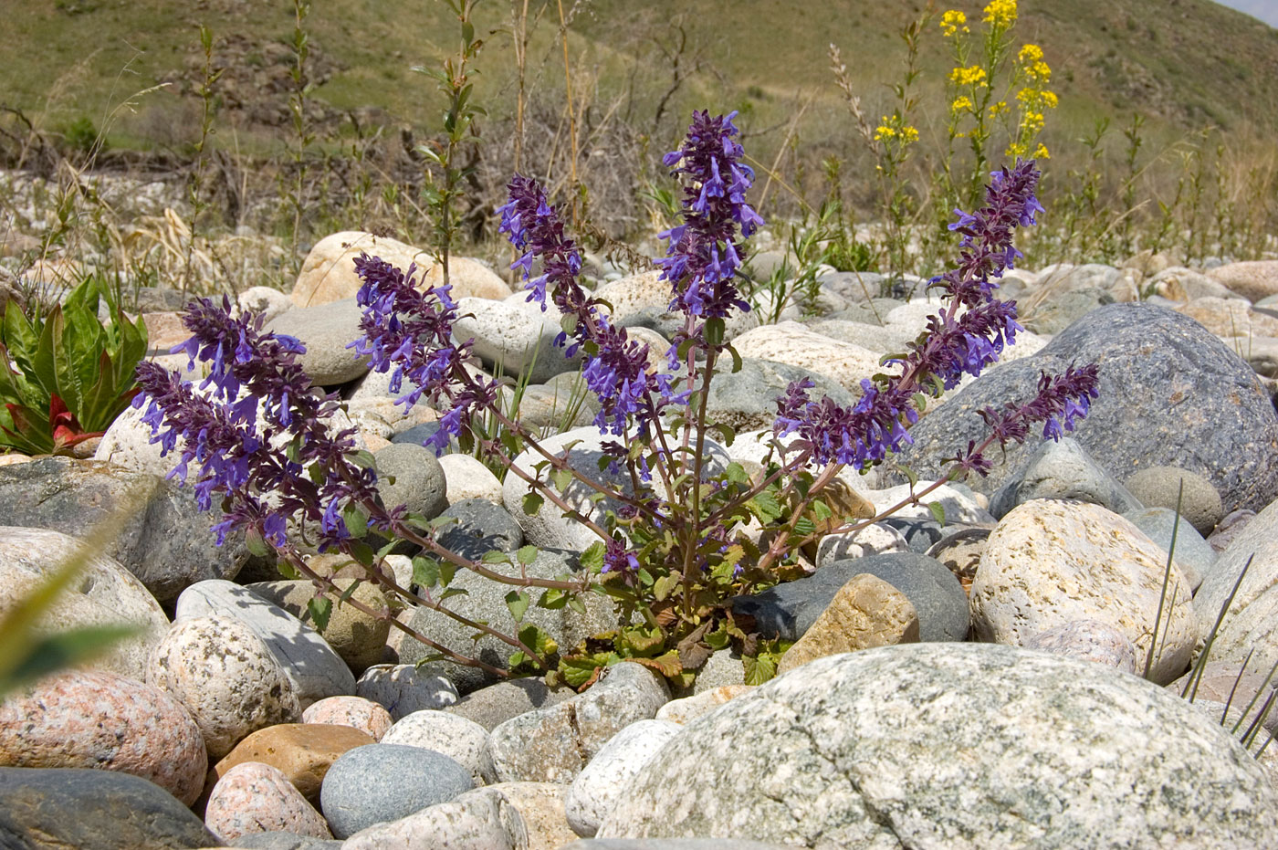 ������������ ��������