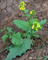 ������� �������