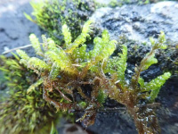 ������������� ��������