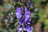 ����� ����������