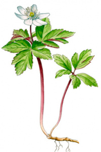 ��������� ��������� (����������� ���������)