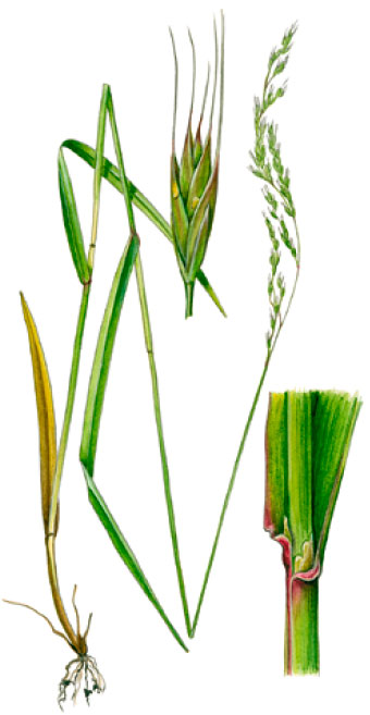 �������� ���������������