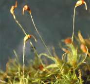 ���������� �������