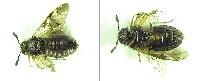 Abia mutica 