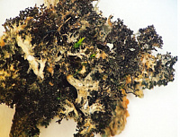 ��������������� ���������