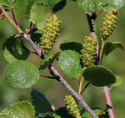 ������ �����