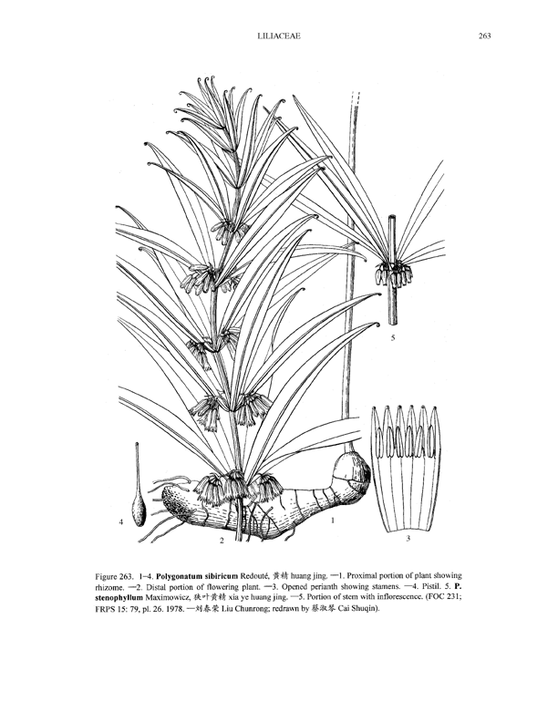 ������ ���������