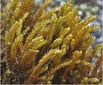 ����������� ��������