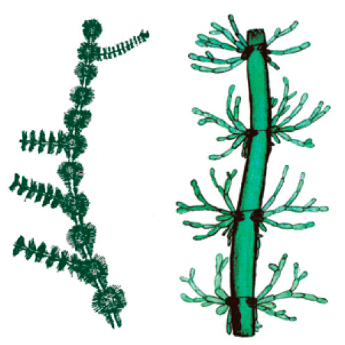 ��������� ��������