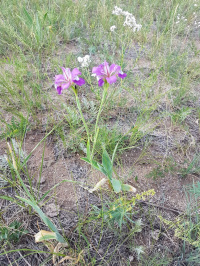 ���� ���������