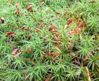 �������� �����