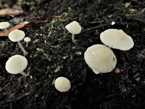 ������ ���������-�����