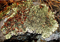 ����������� ��������