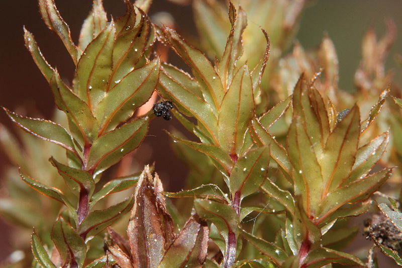 ����� ������������