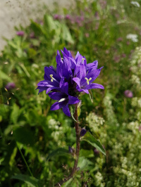 ����������� �������