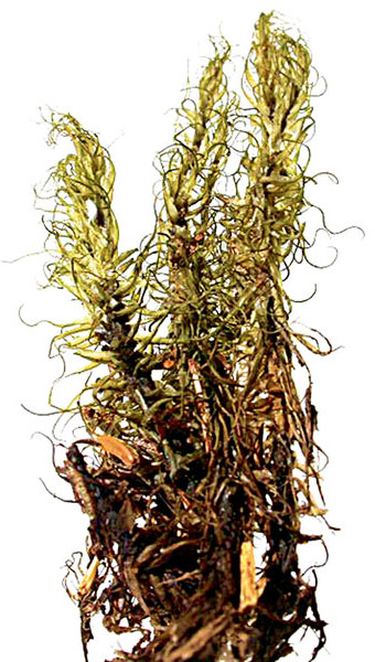 �������� ���������