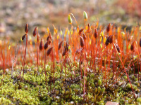 ����� ���������