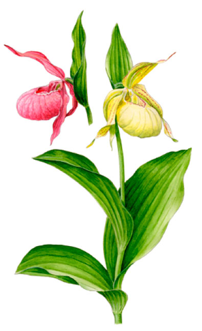 ������� �������� �������