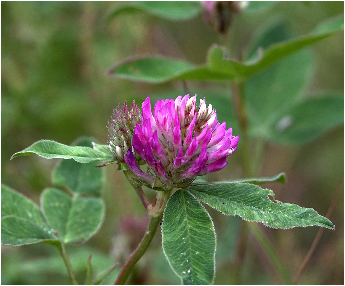 ������ �������