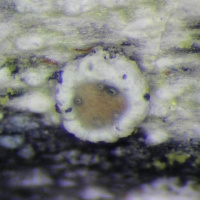 Skyttea lecanorae