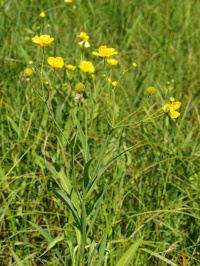 ����� �����������