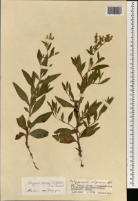 ������� ����