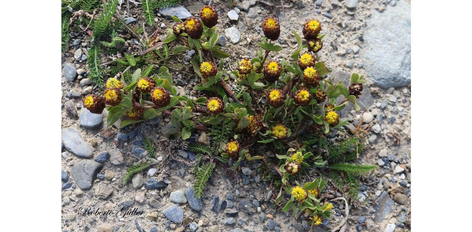 ������ �����-����������