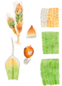 �������������� �������������