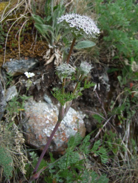 ������������� ����������