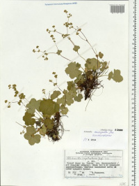 �������� ���������������