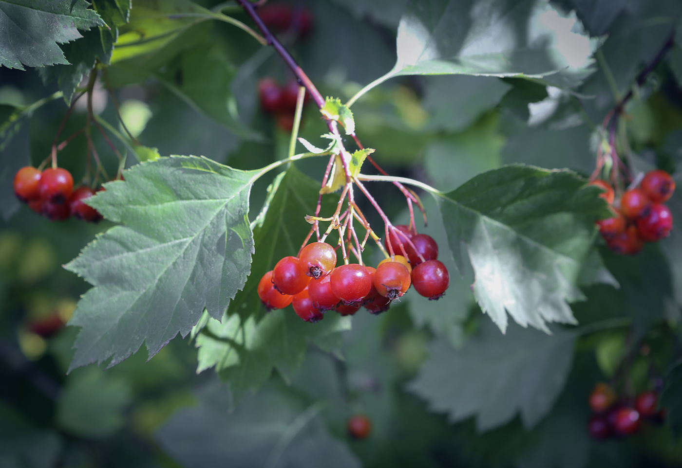 ��������� ��������������