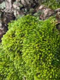 �������� �������