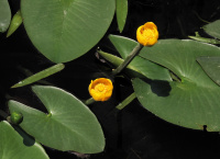 ������� �����