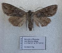 Auchmis mongolica