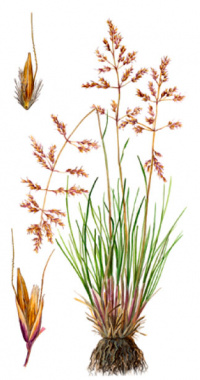 ������� ����������� (����� �����������)