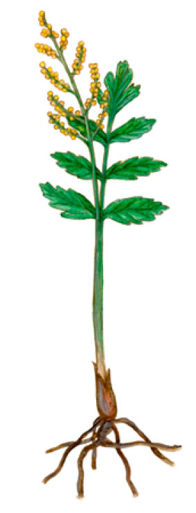 ���������� �������� [���������� �����������]