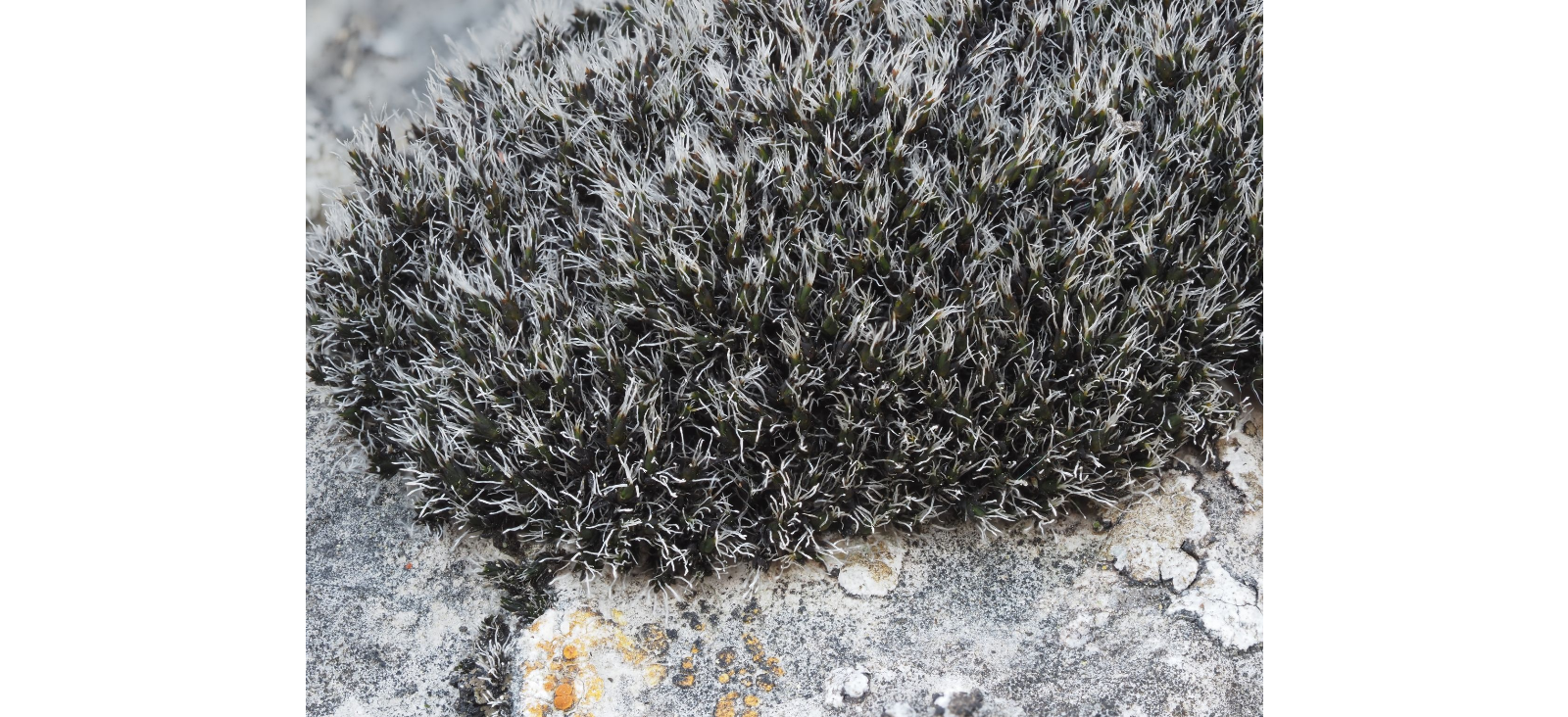 ������� ����������