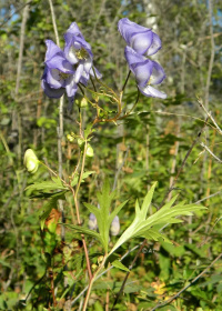 ����� ������������