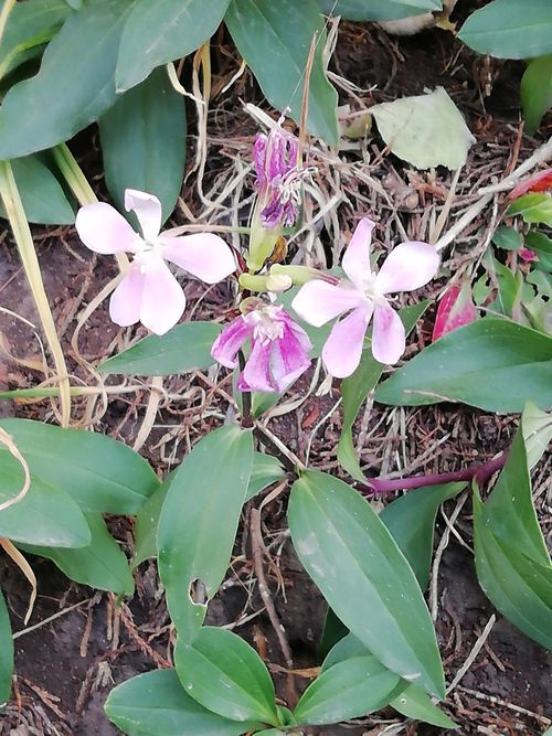 ��������� �������������