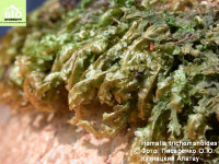 ������� ���������������