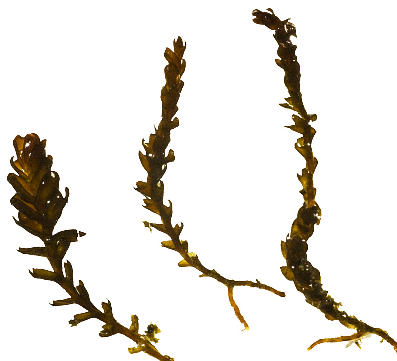 ������������ ������������ 