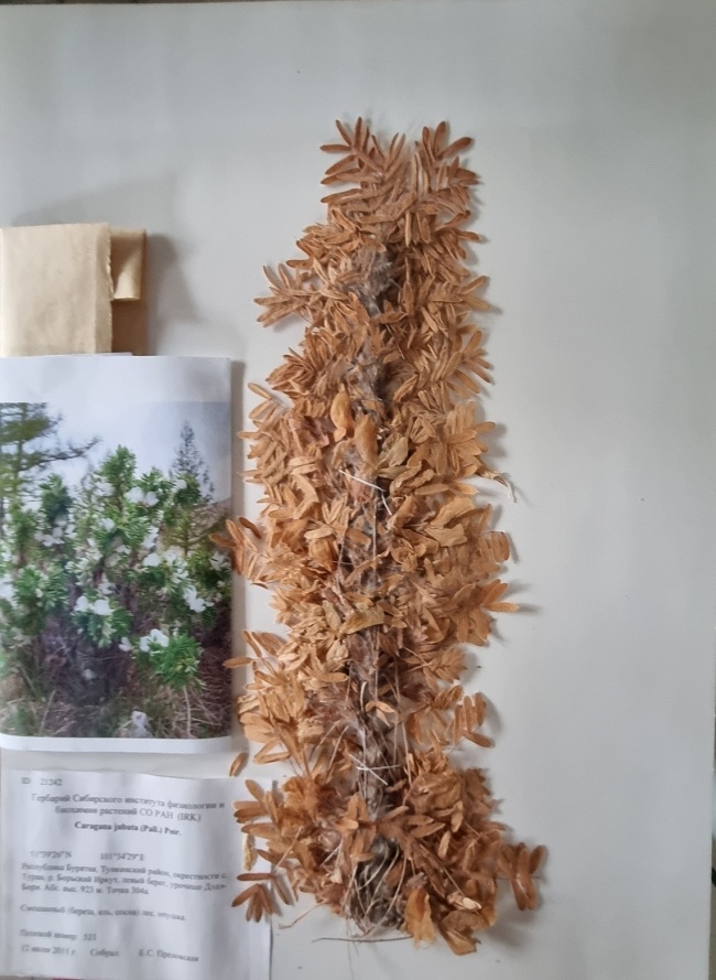   (Caragana jubata) 
