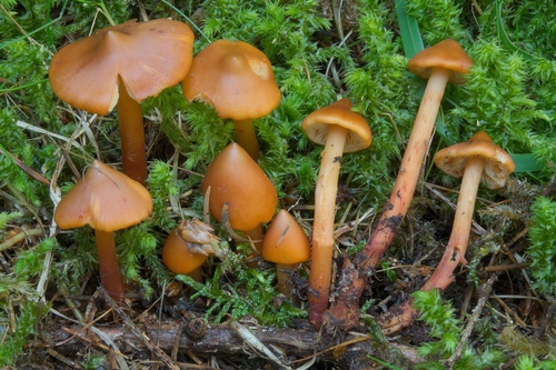Phaeocollybia christinae