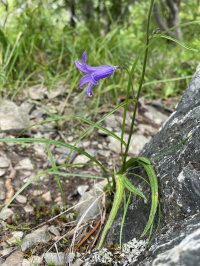 ����������� �����������