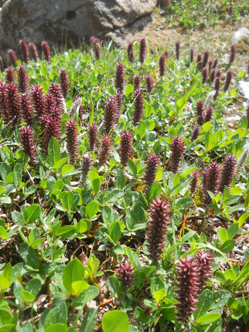 ��� ���������������