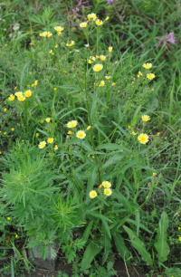 ������� ��������