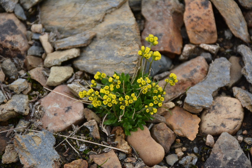 ������ ����������